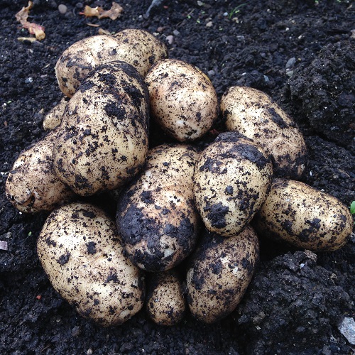 Christmas Potato Seeds -  Charlotte